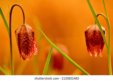 Fritillaria Meleagris (chequered Lily, Guinea Flower, Frog-cup) At Sunset