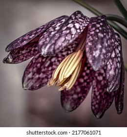 Fritillaria Meleagris - Chequered Lily With Its Precise Pattern