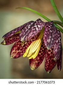 Fritillaria Meleagris - Chequered Lily With Its Precise Pattern