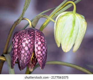 Fritillaria Meleagris - Chequered Lily With Its Precise Pattern