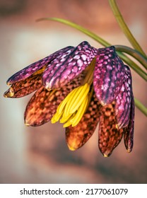 Fritillaria Meleagris - Chequered Lily With Its Precise Pattern