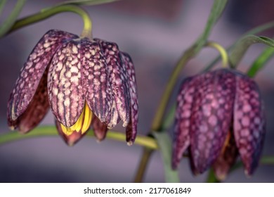 Fritillaria Meleagris - Chequered Lily With Its Precise Pattern