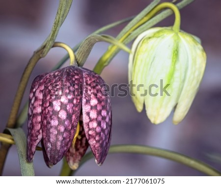 Fritillaria meleagris - chequered lily with its precise pattern