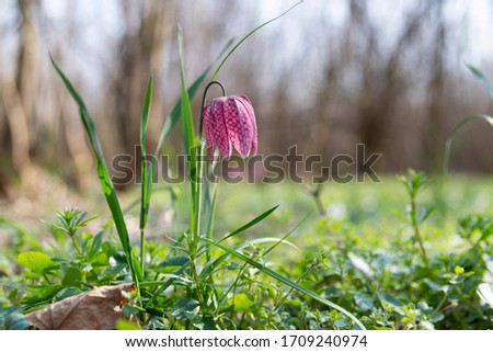 Fritillaria meleagris in the forest with morning lights