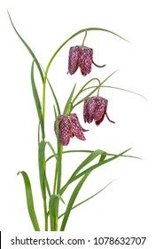 Fritillaria Meleagris Isolated On White
