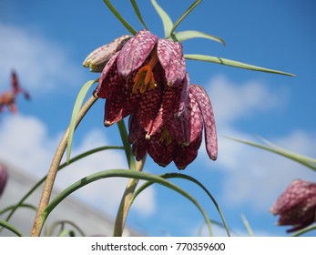 Fritillaria Meleagris In Summer