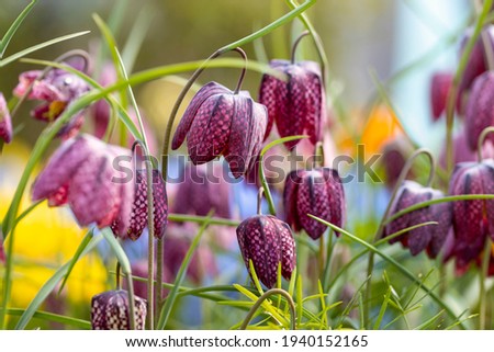 Fritillaria meleagris. This is a Eurasian species of flowering plant in the lily family. Common names are: snake's head, chess flower, fritillary, frog-cup, guinea flower, leper lily and Lazarus bell.