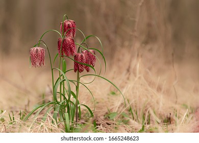 Fritillaria Meleagris In The Wild.