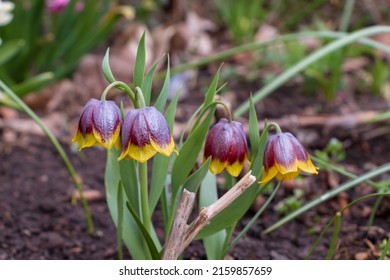 Fritillary, Fritillaria michailovskyi, bell flower bloom in dark purple color with yellow edge, shiny bloom, green leafs in garden with soil. sunny spring day, multiple Foto Stok