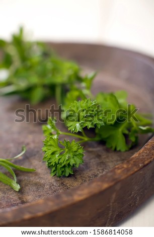 frizzy mint (krauseMinze) isolated on white background, Aromatic spices on white, Food and drink, Herbs.