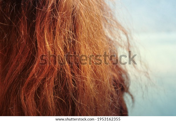 Frizzy red hair on close\
up