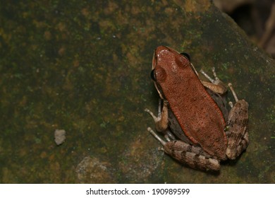 frog