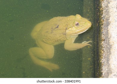 Frog