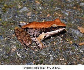 frog