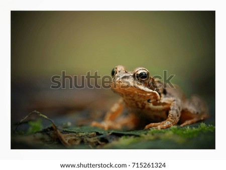 Similar – Image, Stock Photo Real frog Frog Doorman