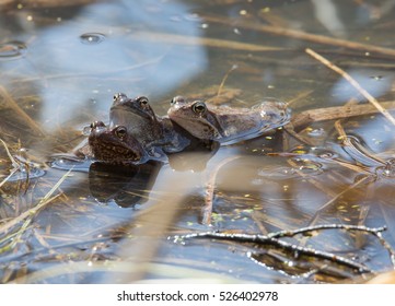 Frog After Hibernation On Shchukin Meadow Pekhorka, Balashikha