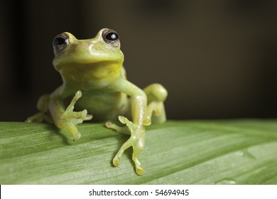 Frog Amphibian Treefrog Rainforest Branch Tropical