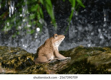 frog Amphibians in the Ranidae family have smooth skin, not rough like toads. In the larval stage, they have a tail called a tadpole. When fully grown, the tail will be shorter and disappear, - Powered by Shutterstock