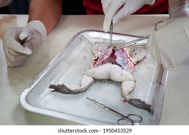 virtual frog dissection surgery