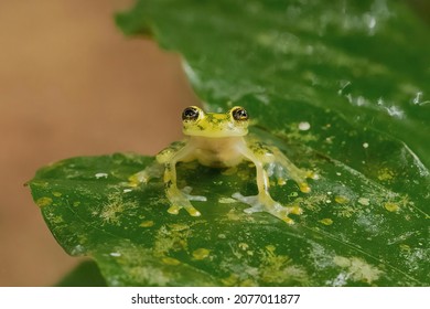 frog a arboreal hylid native to tropical rainforests in Central America in panama and costa rica 