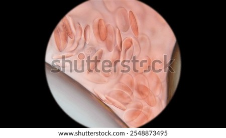 Frog blood under a microscope. Red blood cells have an oval shape and a nucleus, and are also larger than those of human blood.