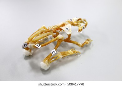 Frog Dissection Images, Stock Photos & Vectors | Shutterstock