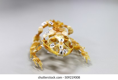 Frog Dissection Images, Stock Photos & Vectors | Shutterstock