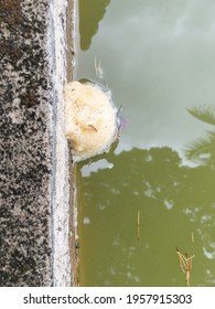 Frog Bubble Nest Floating On The Surface Water