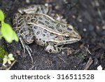 Frog. Bufo true toads or western toad in the garden.