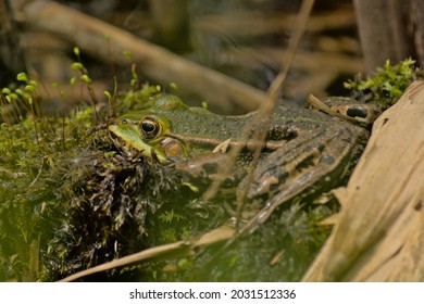 Frog In Camouflage Colors Sitting In The Green Mos , Selective Focus- Anura 