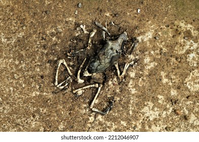 Frog Carcasses And Bones On The Ground