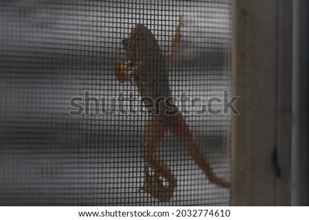 Frog climbing up the window screen