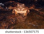 Frog close up at night