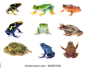 Frog Compilation Redeye Tree Frog Blue Stock Photo 403007200 | Shutterstock