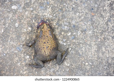 
The frog was crushed until the body was flat against the road. Death Frog.
 Accident to death