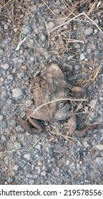 Frog Dead Body In Asphalt Ground