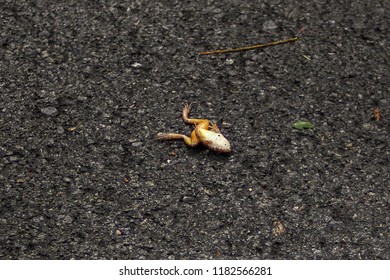 Image result for a frog sitting on the middle of the road