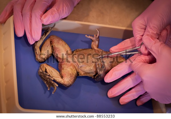virtual lab virtual frog dissection
