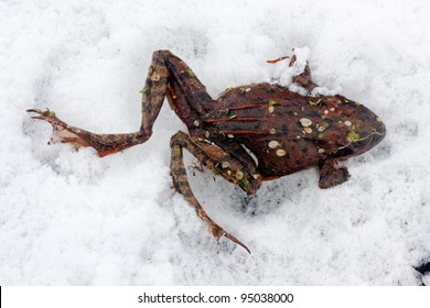 Frog, Disturbed In It's Hibernation, Died In The Snow.