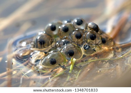 Frog dril in Dwingelderveld, the Netherlands