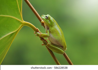 frog, dumpy frog, tree frog, frog on the leaves,