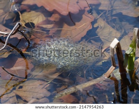 frog egg in spring pond