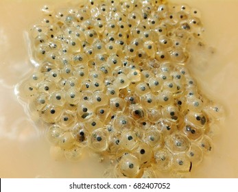   Frog Eggs