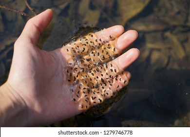 Frog Eggs In Hand