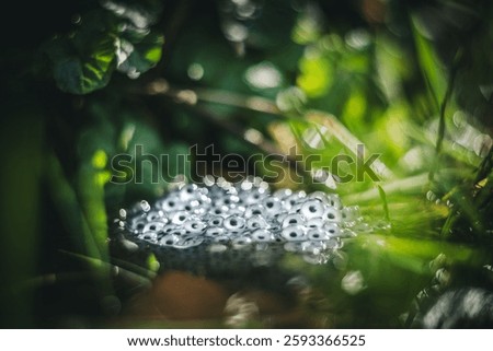Frog eggs on water surface of pond, shallow depth of field vintage lens rendering