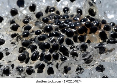 Frog Eggs In The Snow