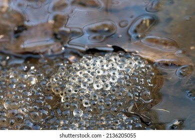 Frog Eggs, Or Frog Spawn, In A Pond. North Norfolk, UK.