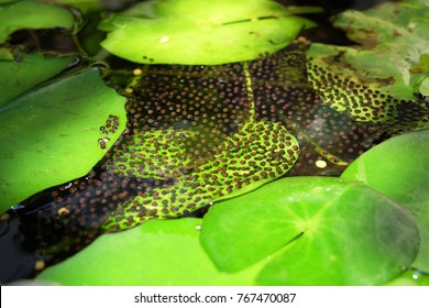 Frog Eggs Images Stock Photos Vectors Shutterstock - 