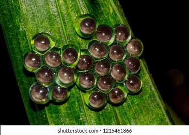 Frog Eggs - Wildlife