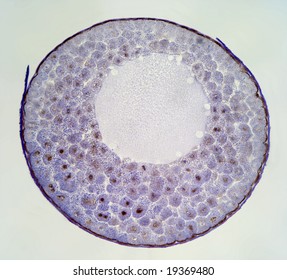 Frog Embryology, Blastula Stage,  Under The Microscope, 40X